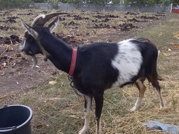 Goat, Goats — Moldova