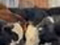 گاو نر, نژاد آولی‌اکول — عکس 7