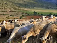 Ram, Sheep — photo 3