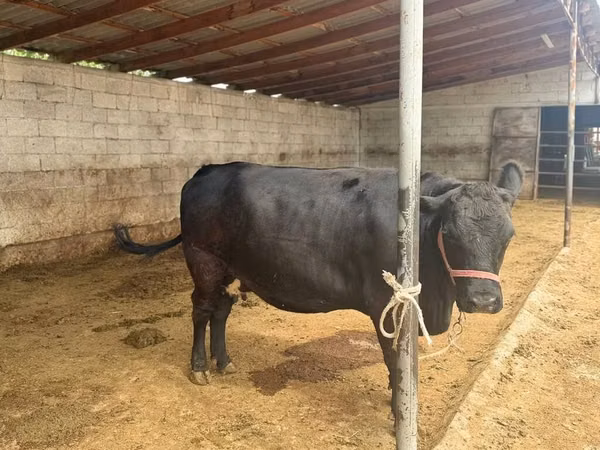 Cow, Jersey breed — Kyrgyzstan
