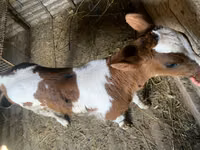 公牛, Cattle — 照片 1