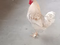 Chickens — photo 2