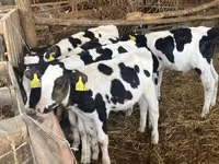 Bull, Russian Black pied cattle — photo 2