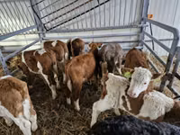 Szarvasmarha (tétel, nem megadva), Simmental cattle — 2. fotó