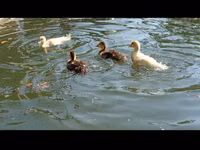 Domestic Muscovy — foto 3