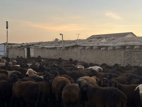 Ram, Hissar sheep
