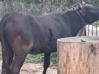 Sapi, Cattle — foto 1