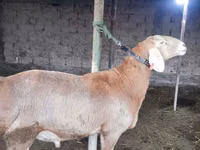 Ovan, Arashan sheep — fotografija 3