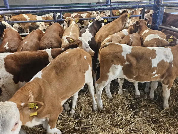Cow, Simmental cattle — Poland