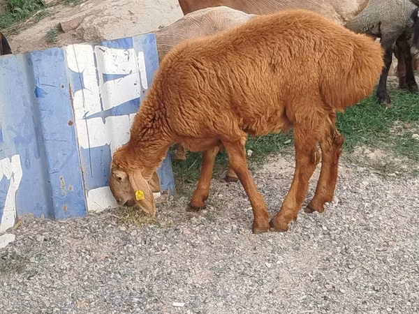 Ram, Sheep — Kyrgyzstan
