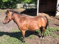 Mare, Horses — photo 3