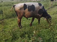 Bika, Simmental cattle — 6. fotó
