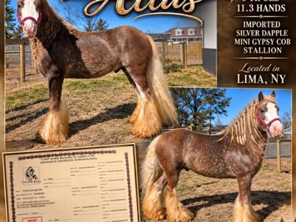 Horse (M), Gypsy horse