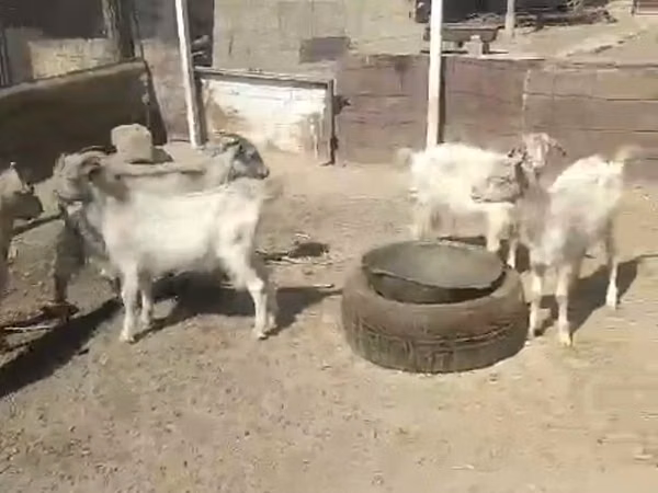 Cabra, Cabras — Cazaquistão