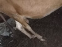 सांड, मवेशी — फ़ोटो 6