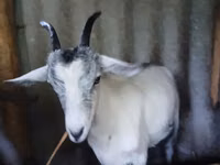 Goat, Goats — photo 1