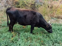 Vaca, Ganado vacuno — foto 8