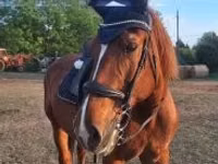 Kuda betina, Horses — foto 5