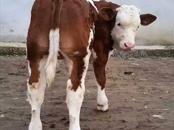 Bull, Simmental cattle