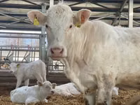 Cow, Holstein breed — photo 1
