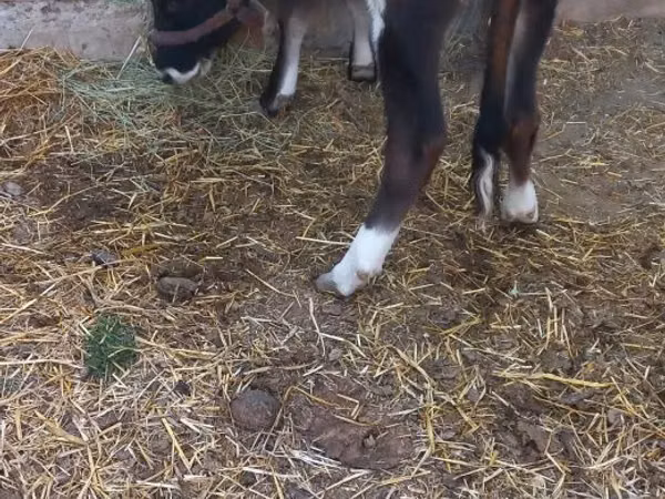 Cattle (batch, sex not specified), Russian Black pied cattle — Uzbekistan