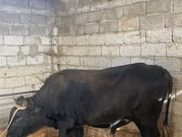 Toro, Bovini — foto 4