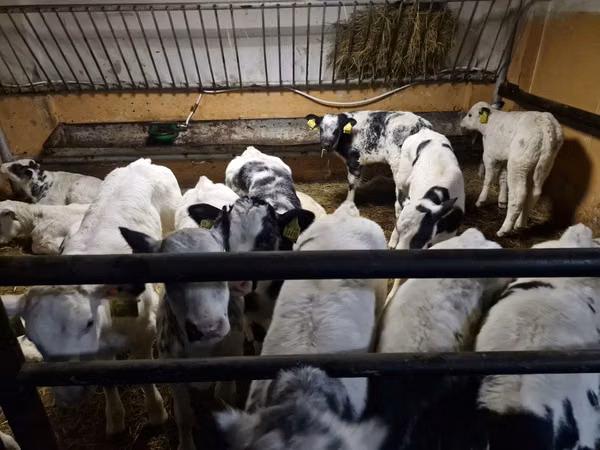 Bull, Russian Black pied cattle — Poland