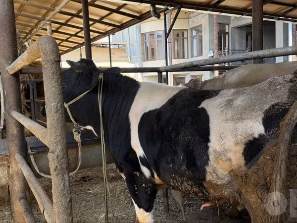 Bull, Russian Black pied cattle