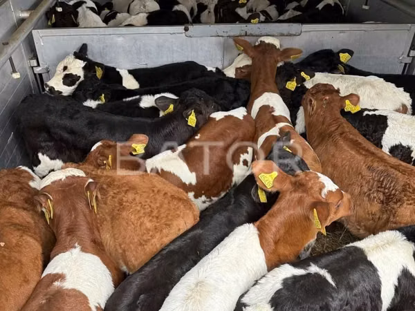 Cattle (batch, sex not specified), Simmental cattle — Poland