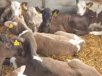 காளை, Simmental cattle — புகைப்படம் 8