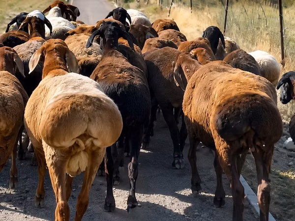 میش, گوسفند — قزاقستان