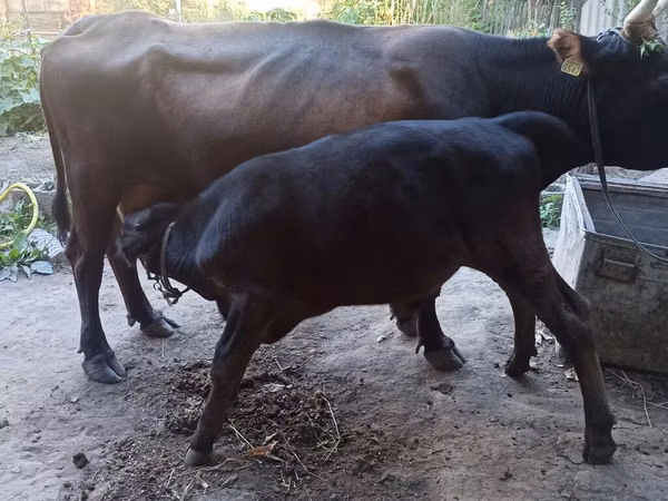 Cow, Cattle — Kyrgyzstan