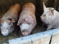 Sow, Pigs — photo 2