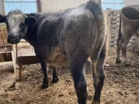 Bull, Belgian Blue — photo 1