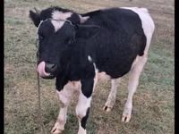 گاو نر, Russian Black pied cattle — عکس 3