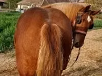 Horse (M), Sumba and Sumbawa — photo 4