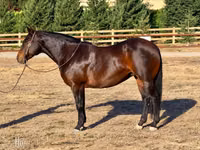 Mare, Horses — photo 2