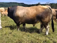 Bull, Aubrac cattle — photo 1