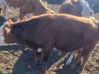 Bull, Kazakh White-headed cow — photo 3