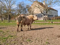 Banteng, Charolais cattle — foto 1
