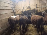 Bydło (partia, płeć nieokreślona), Simmental cattle — zdjęcie 3