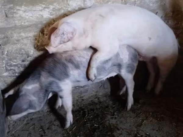 Boar,  — Moldova