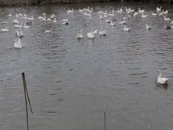 linda — Ázerbájdžán