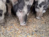 ወንድ አሣማ, Pigs — ፎቶ 1