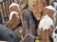 Үхэр (бүлэг, хүйс заагаагүй), Simmental cattle — 4 зураг