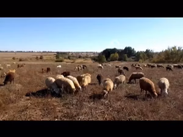 Sheep, Sheep — Russia