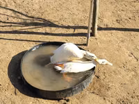 Ducks — 照片 8