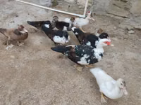 Ducks — photo 6