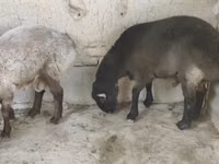 Qoç, Blackheaded Persian sheep — foto 4