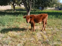 گاو ماده, گاو — عکس 2